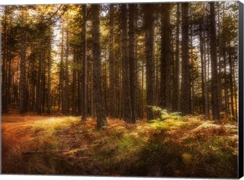 Framed Painting of a Forest Print