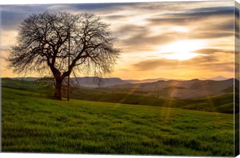 Framed Tree Print