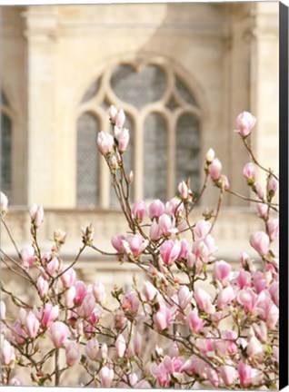 Framed Spring Magnolias In Paris Print