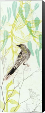 Framed Eager To Fly Wattlebird Print