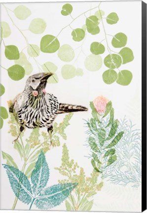 Framed Wattlebird and Pincushion Protea Print