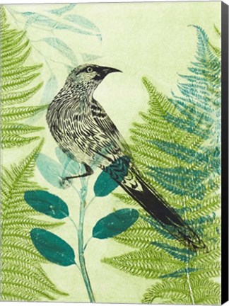 Framed Wattlebird Hiding in the Fernery Print