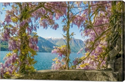 Framed Wisteria and Mountains - Lago di Como Print