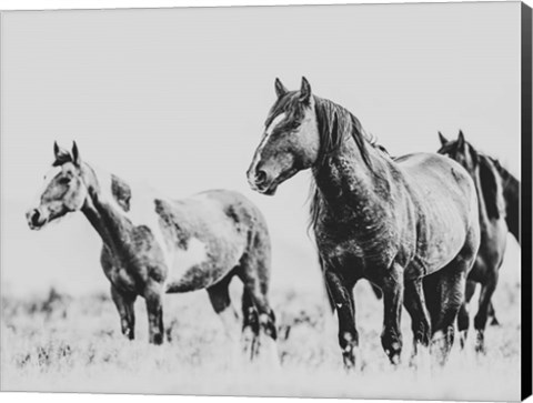 Framed Wild Horses of the Great Basin 4 Print