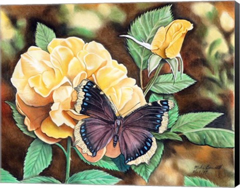 Framed Mourning Cloak Print