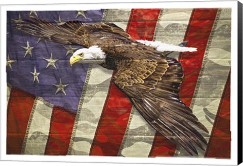 Framed Eagle 2 Print