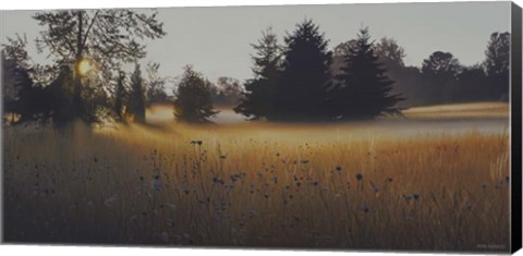 Framed Forest Morning Mist Print