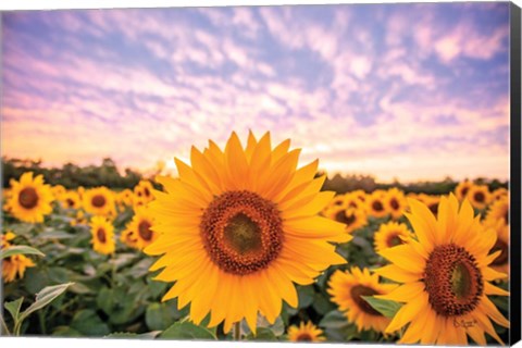 Framed Sunflower Sunset Print