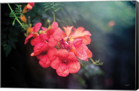 Framed Summer Rain Print