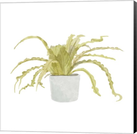 Framed Potted Fern IV Print
