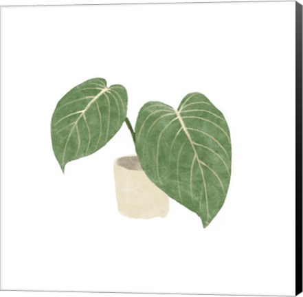 Framed Philodendron Gloriosum III Print