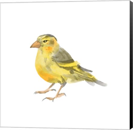 Framed Songbird I Print