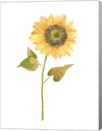 Framed Single Sunflower Portrait I Print