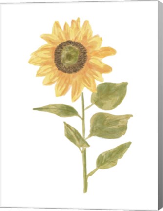 Framed Single Sunflower Portrait II Print