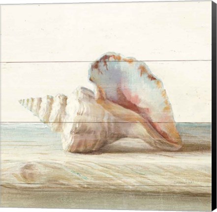 Framed Driftwood Shell IV Print