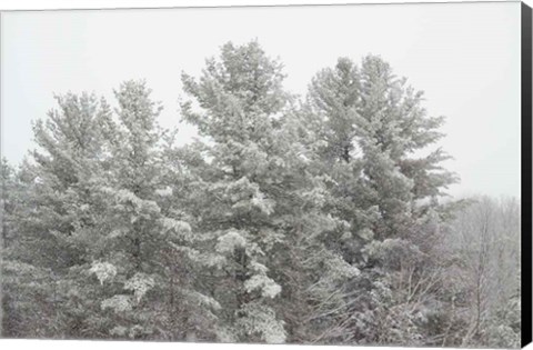 Framed Winter Pines Print