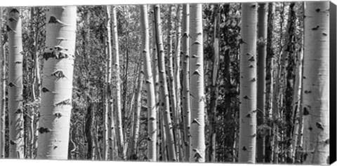 Framed Aspen Grove Print