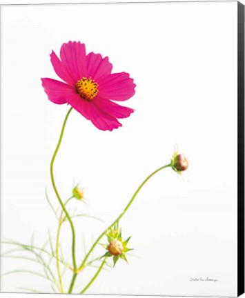 Framed Magenta Cosmos I Print