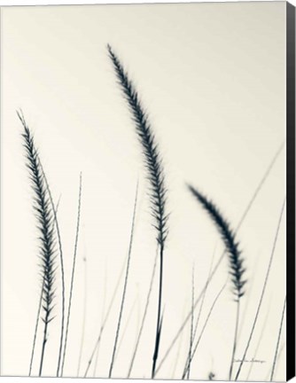 Framed Field Grasses IV Print