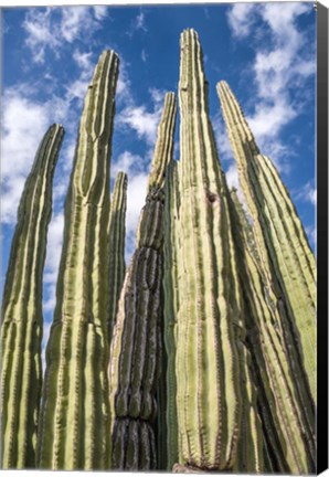 Framed Tall Garden of Cactus Print