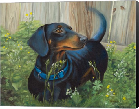 Framed Dachshund Print