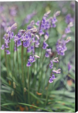 Framed Spring Flowers Print