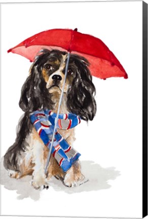 Framed King Charles Spaniel In The Rain Print