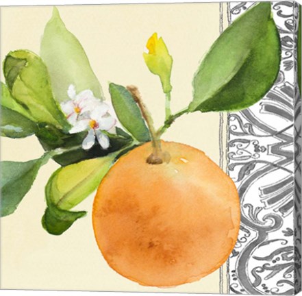 Framed Orange Blossoms II Print