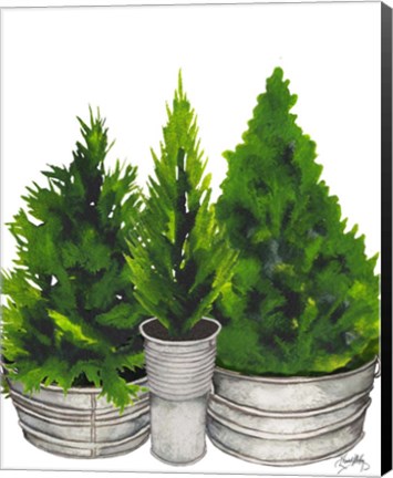 Framed Evergreens in Galvanized Tins Print