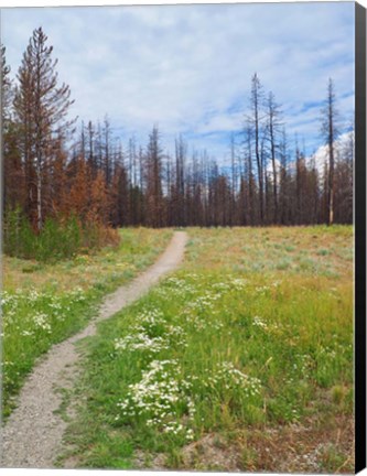 Framed Nature Path Print