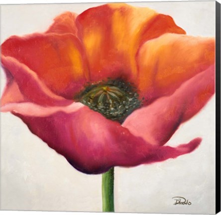 Framed Poppy Flower I Print