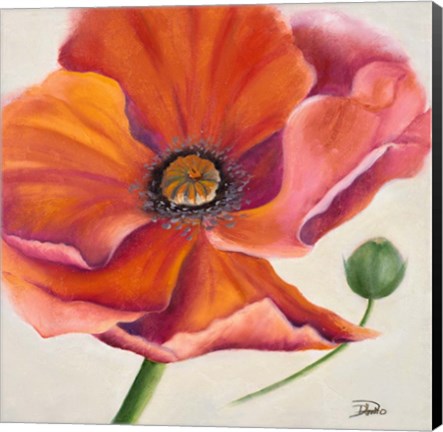 Framed Poppy Flower II Print