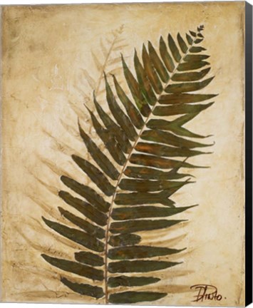 Framed Ferns II Print