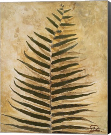 Framed Ferns III Print