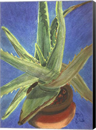 Framed Aloe Vera Print
