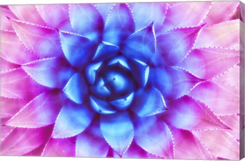 Framed Agave Sunset Print