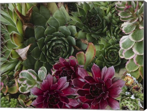 Framed Succulent Garden Print