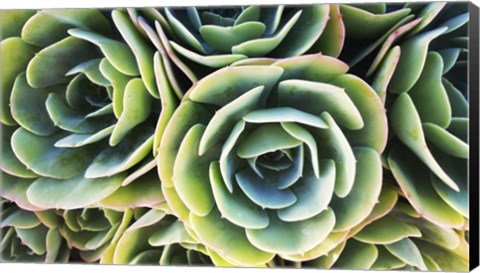 Framed Succulent Rose Print