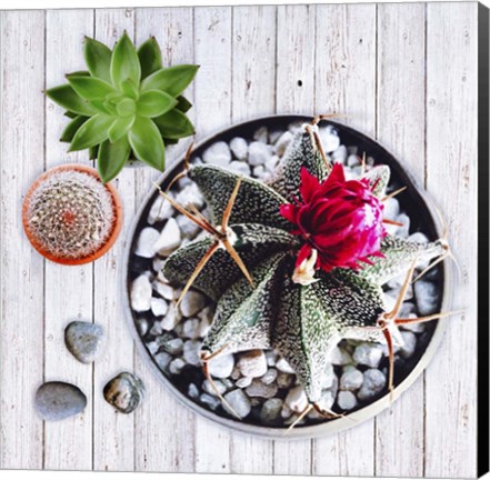 Framed Two Succulents and A Cactus Print