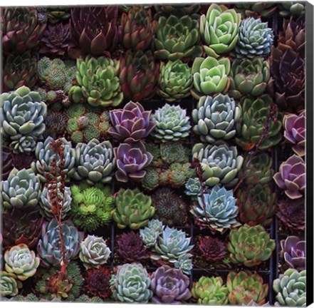 Framed Gathering Of Succulents 1 Print