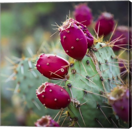 Framed Prickly Pear Cactus Print
