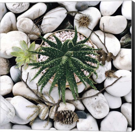 Framed Succulent Summer Print