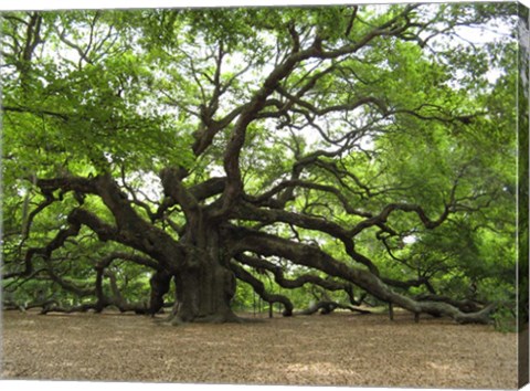 Framed Angel Oak Tree Print