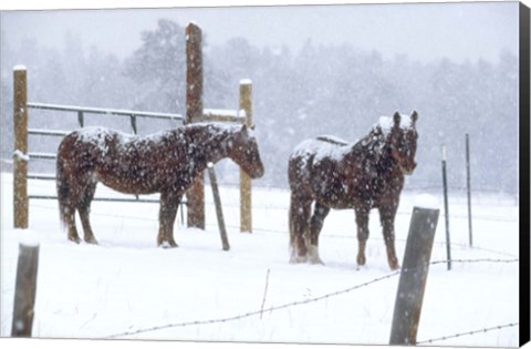 Framed Snowy Corral Print