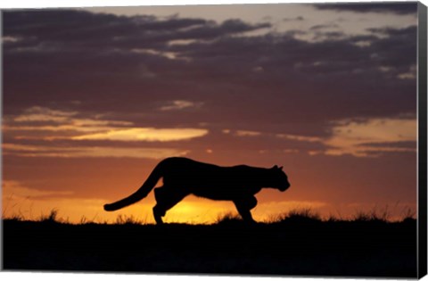 Framed Sunset Cougar Print