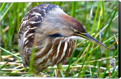 Framed American Bittern Print