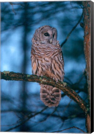 Framed Barred Owl Print