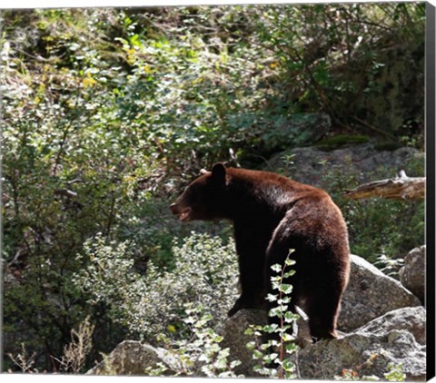 Framed Black Bear Print