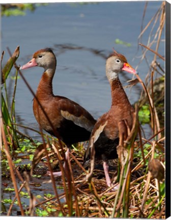 Framed Black Bellied Whistling Duck Print