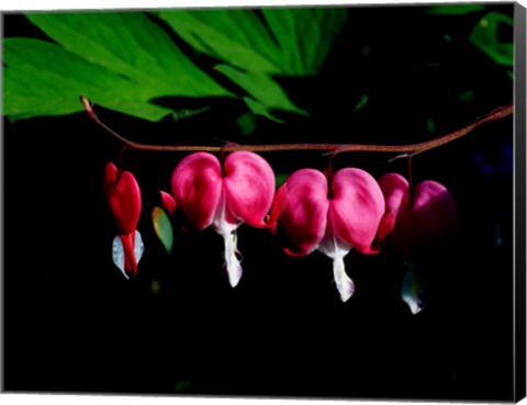 Framed Bleeding Heart Print